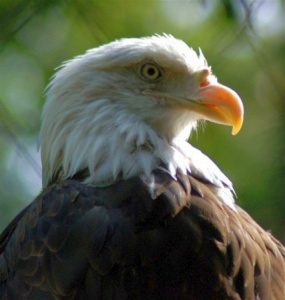 eagle