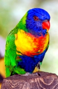 lorakeet