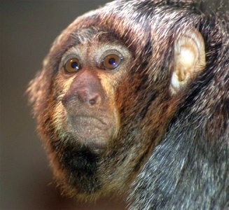 monkey