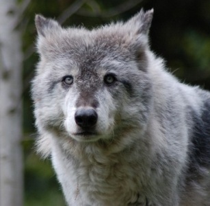 wolf
